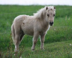 horse Uwita von Bertringa (Shetland pony (under 87 cm), 2011, from Wake up van de Zandhoven)