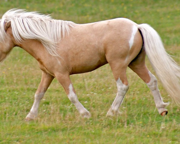 stallion Wake up van de Zandhoven (Shetland pony (under 87 cm), 2004, from Birchwood Golden Top)