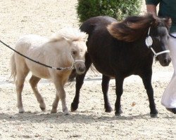 broodmare Unicata von bertringa (Shetland pony (under 87 cm), 2008, from Pieter v.d.Ysselhof)