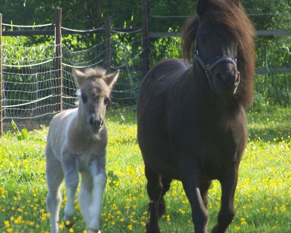 broodmare Peony v. Bunswaard (Shetland Pony, 2000, from Harvey van Bunswaard)