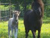 broodmare Peony v. Bunswaard (Shetland Pony, 2000, from Harvey van Bunswaard)