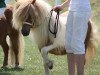 broodmare Bunny von Warfen (Shetland pony (under 87 cm), 1998, from Parlington Power)