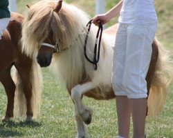 Zuchtstute Bunny von Warfen (Shetland Pony (unter 87 cm), 1998, von Parlington Power)