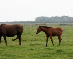 broodmare Fayana (Trakehner, 1994, from Tenor)