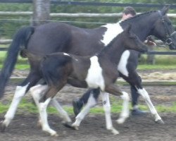 Zuchtstute Colored Beauty (Trakehner, 1988, von Elvis)