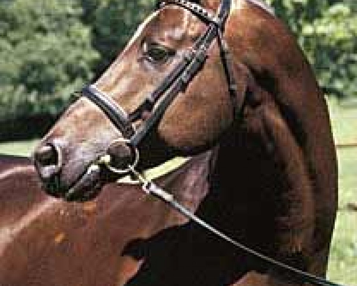 Deckhengst Le Duc (Trakehner, 1990, von Anduc)