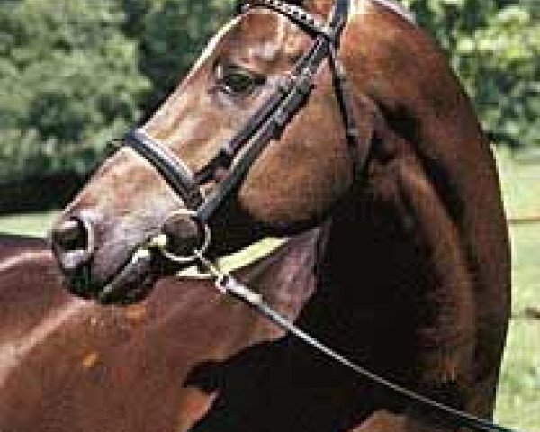 stallion Le Duc (Trakehner, 1990, from Anduc)