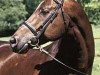stallion Le Duc (Trakehner, 1990, from Anduc)