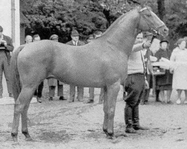 stallion Pindar xx (Thoroughbred, 1949, from Abendfrieden xx)