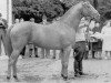 horse Pindar xx (Thoroughbred, 1949, from Abendfrieden xx)