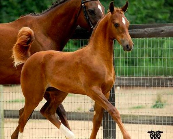 horse CF Duran Duran (Oldenburg, 2011, from Don De Marco)