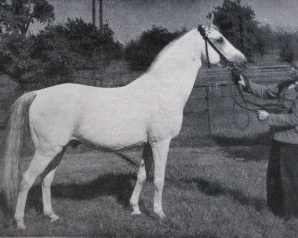 Deckhengst Lapis (Shagya-Araber, 1938, von 561-Siglavy II-22)