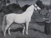 stallion Lapis (Shagya Arabian, 1938, from 561-Siglavy II-22)
