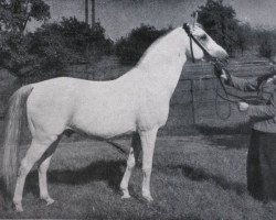 Deckhengst Lapis (Shagya-Araber, 1938, von 561-Siglavy II-22)