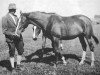 horse Bergamotte (Trakehner, 1931, from Paradox xx)