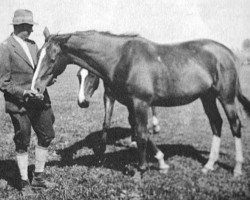 broodmare Bergamotte (Trakehner, 1931, from Paradox xx)