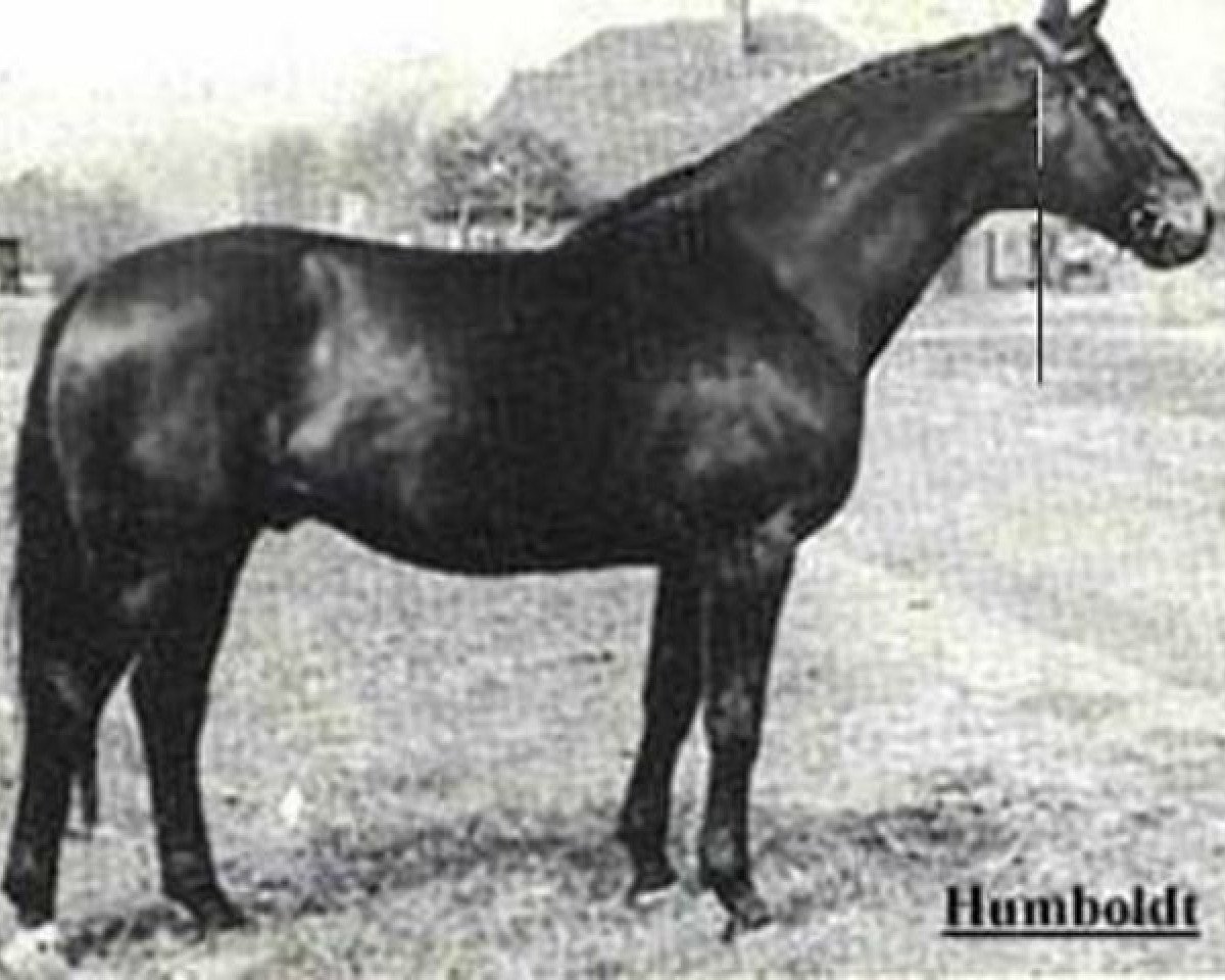 stallion Humboldt (Trakehner, 1942, from Hutten 3845)