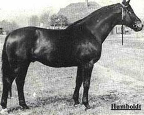 stallion Humboldt (Trakehner, 1942, from Hutten)