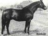 horse Humboldt (Trakehner, 1942, from Hutten)