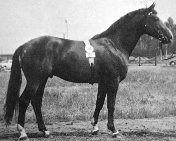 stallion Heros (Trakehner, 1960, from Humboldt)