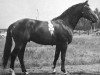 stallion Heros (Trakehner, 1960, from Humboldt)