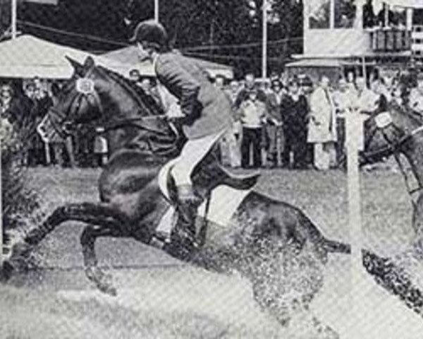 stallion Tuemmler (Trakehner, 1972, from Heros)