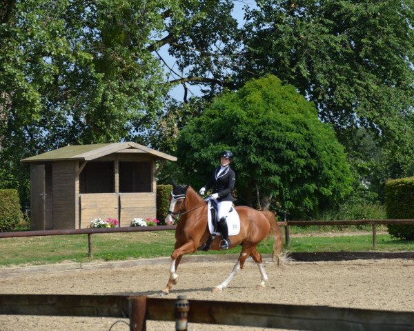 horse Acello (Hanoverian, 2011, from Amalgan)