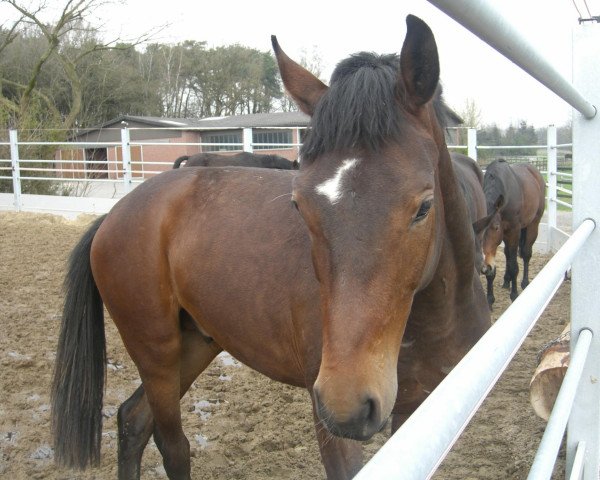 Springpferd Cally Jack (Oldenburger, 2010, von Califax)