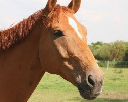 horse Campino (Hanoverian, 2000, from Crazy Classic)