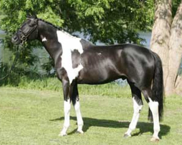 stallion Camaro (Trakehner, 1997, from Le Duc)