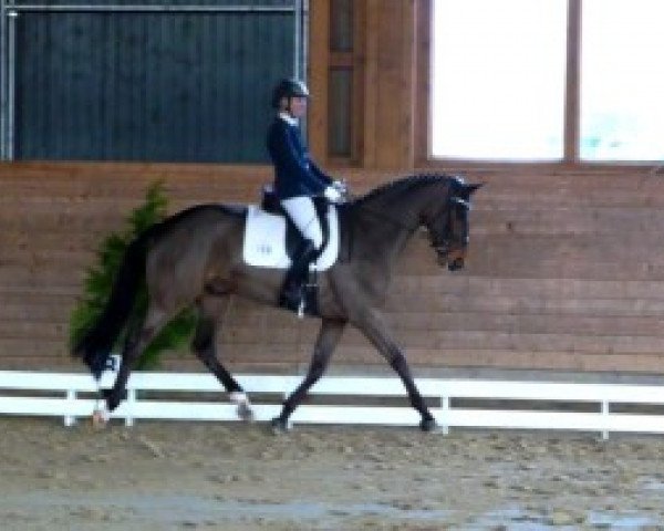 dressage horse Wat'n Wunder N (Hanoverian, 2008, from Wakantanka M)