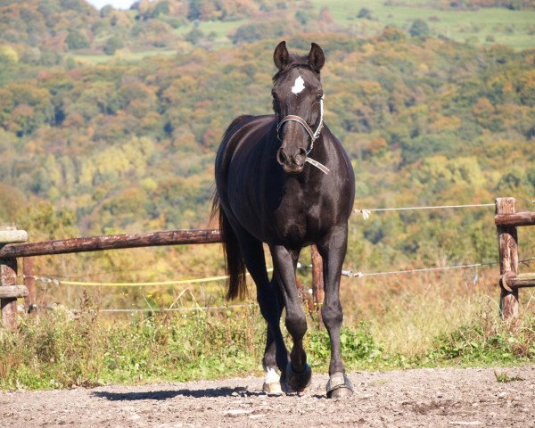 dressage horse Alchimist 14 (Hessian Warmblood, 1994, from Angard)