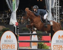 jumper Bec Alter Ego (Irish Sport Horse, 2008, from Bec Armani)