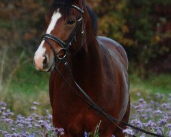 dressage horse Lordana 32 (Westphalian, 2007, from Larson)