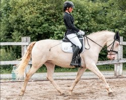 dressage horse Rumba Royale (Lusitano, 2015)