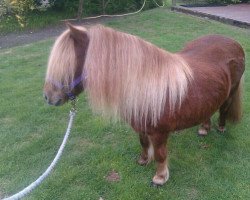 Zuchtstute Pienke v. Seldensate (Shetland Pony, 2000, von Gijsje van het Hoofbuske)