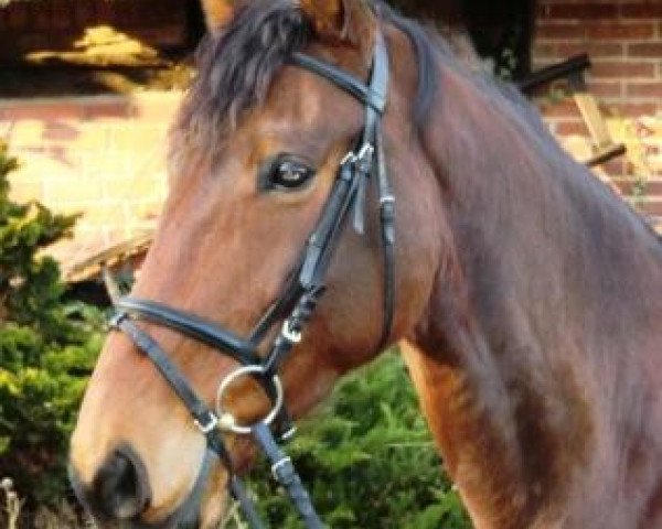 dressage horse Lawanda N (Hanoverian, 2002, from Laptop)