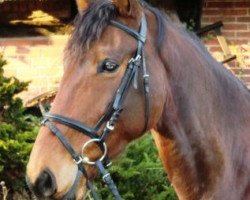 dressage horse Lawanda N (Hanoverian, 2002, from Laptop)