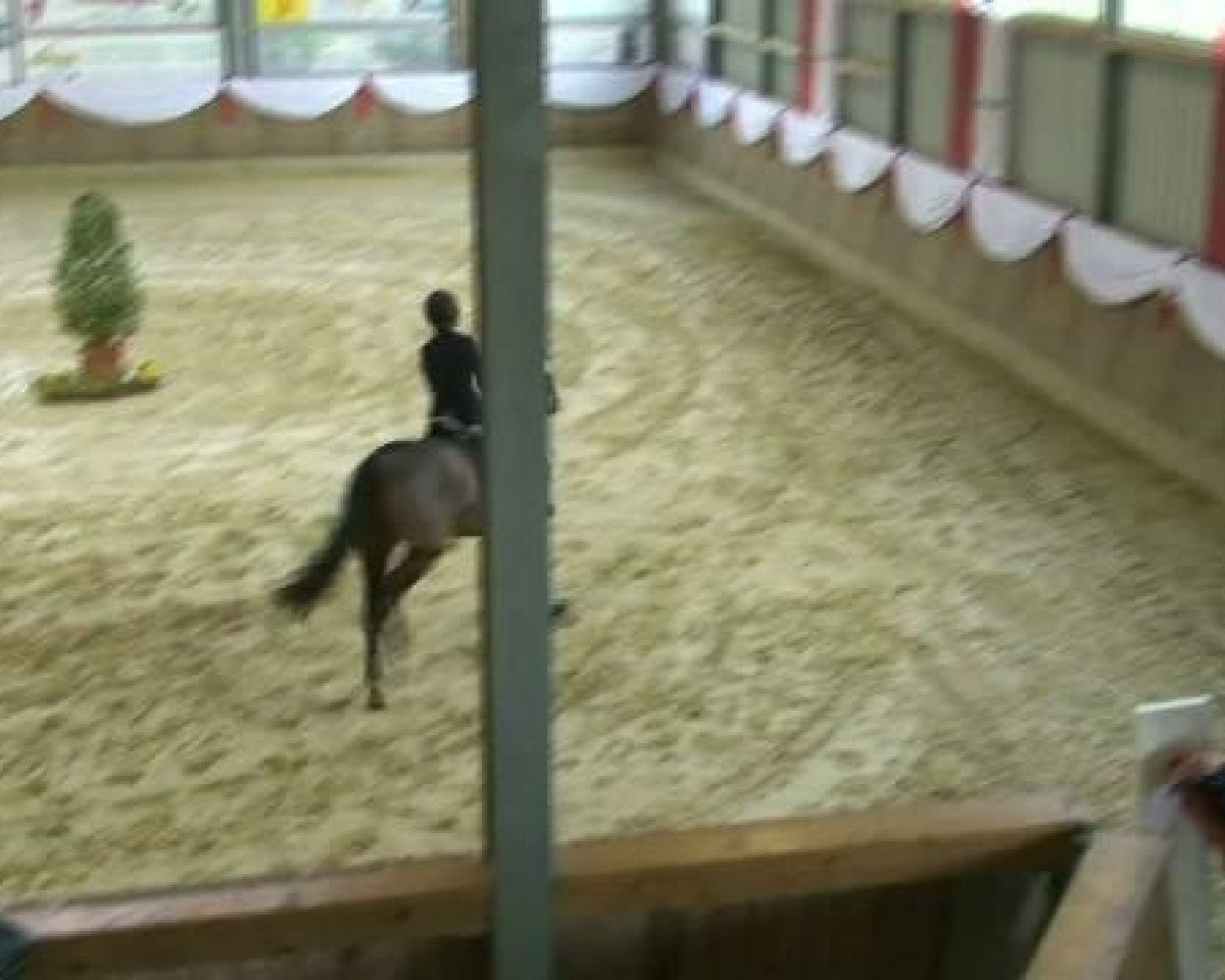 broodmare Nibelungenfee (German Riding Pony, 1990, from Nobel)