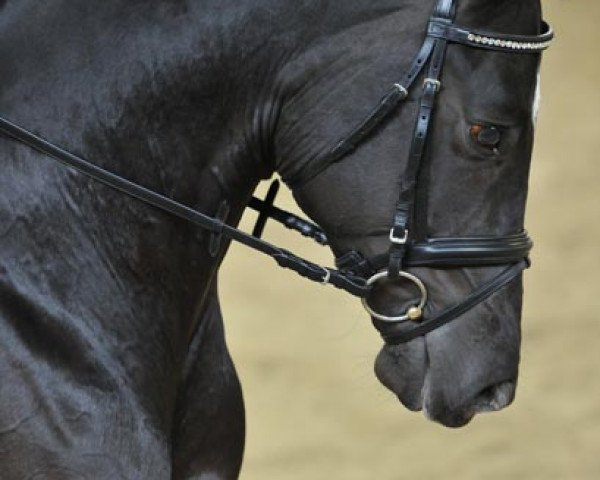 dressage horse Iseron (Trakehner, 2004, from Lehndorff's)