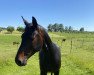 jumper Origi van Dorperheide (Belgian Warmblood, 2014, from Quintender 2)