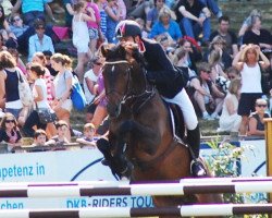 jumper Arthur van de Helle (Belgian Warmblood, 2000, from Concorde)