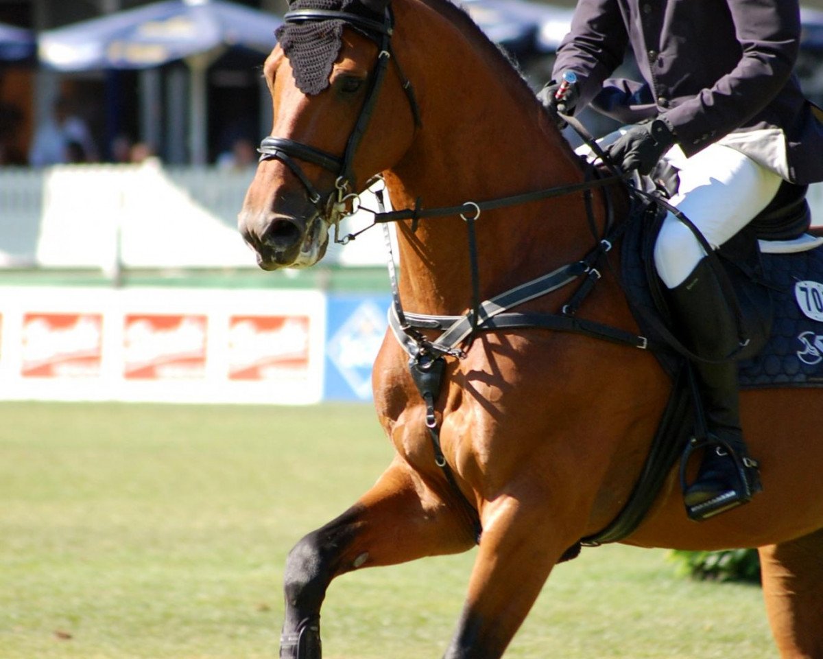 stallion Lex Lugar (Oldenburg, 2000, from Lordanos)