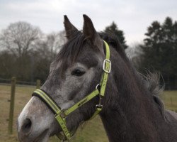 dressage horse Doremi Dokkan (German Riding Pony, 2007, from Dein Sunnyboy)