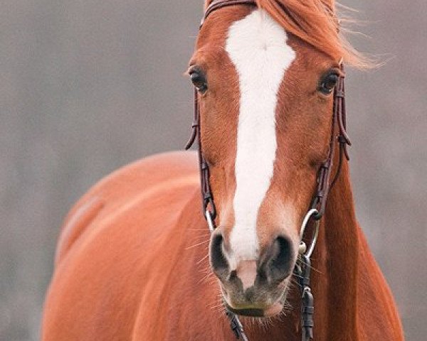 jumper Rome 3 (Nederlands Rijpaarden en Pony, 1999, from Romeo Boy ox)