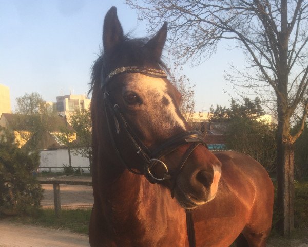 Pferd Cain Rapunzel (Welsh-Cob (Sek. D), 2004, von Nebo Danny)