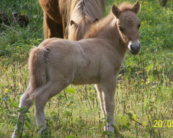 Pferd Lancelot vom Rindergraben (Shetland Pony, 2011, von Silbersees Ludger)