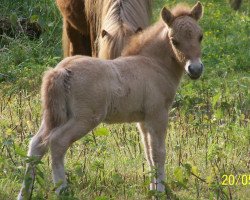 horse Lancelot vom Rindergraben (Shetland Pony, 2011, from Silbersees Ludger)