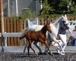 Pferd Gänseblümchen K.A. (Deutsches Reitpony, 2022, von Goliath van de Groenweg)