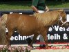 Zuchtstute Odessa v.d. stationsweg (Shetland Pony, 1999, von Atleet van de Zandkamp)